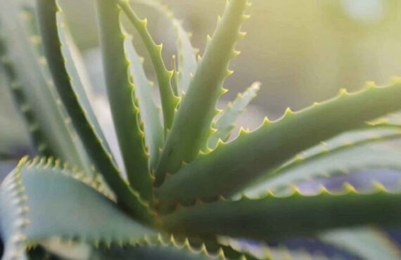 Blanko materassi Aloe Vera 658x470