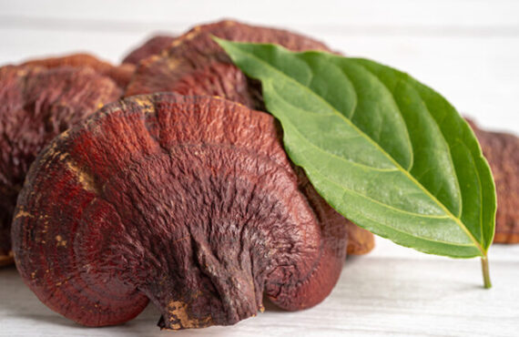 Ganoderma lucidum 658x470